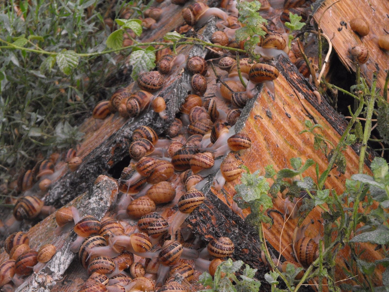 Escargots 1