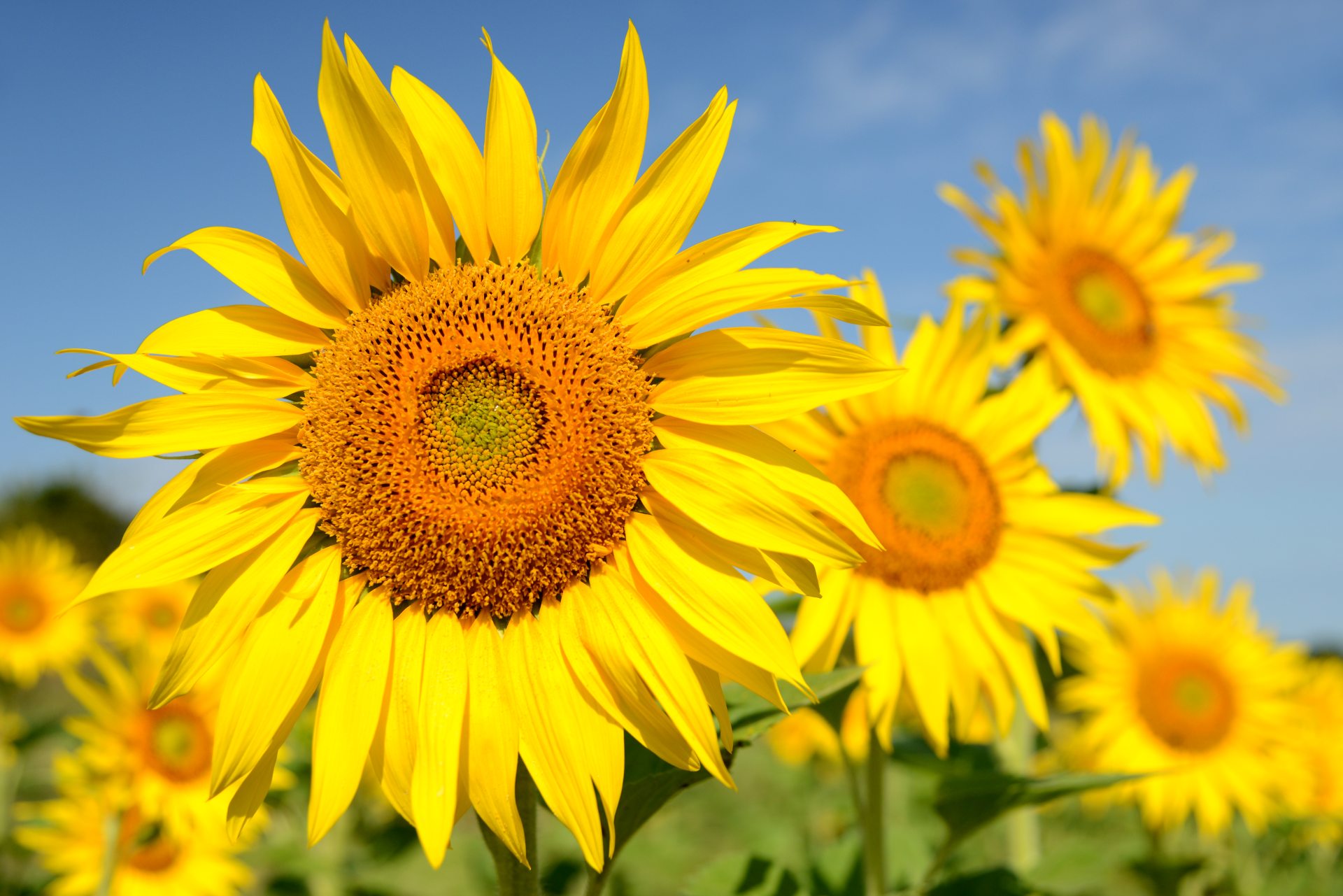 Tournesol Gers Armagnac
