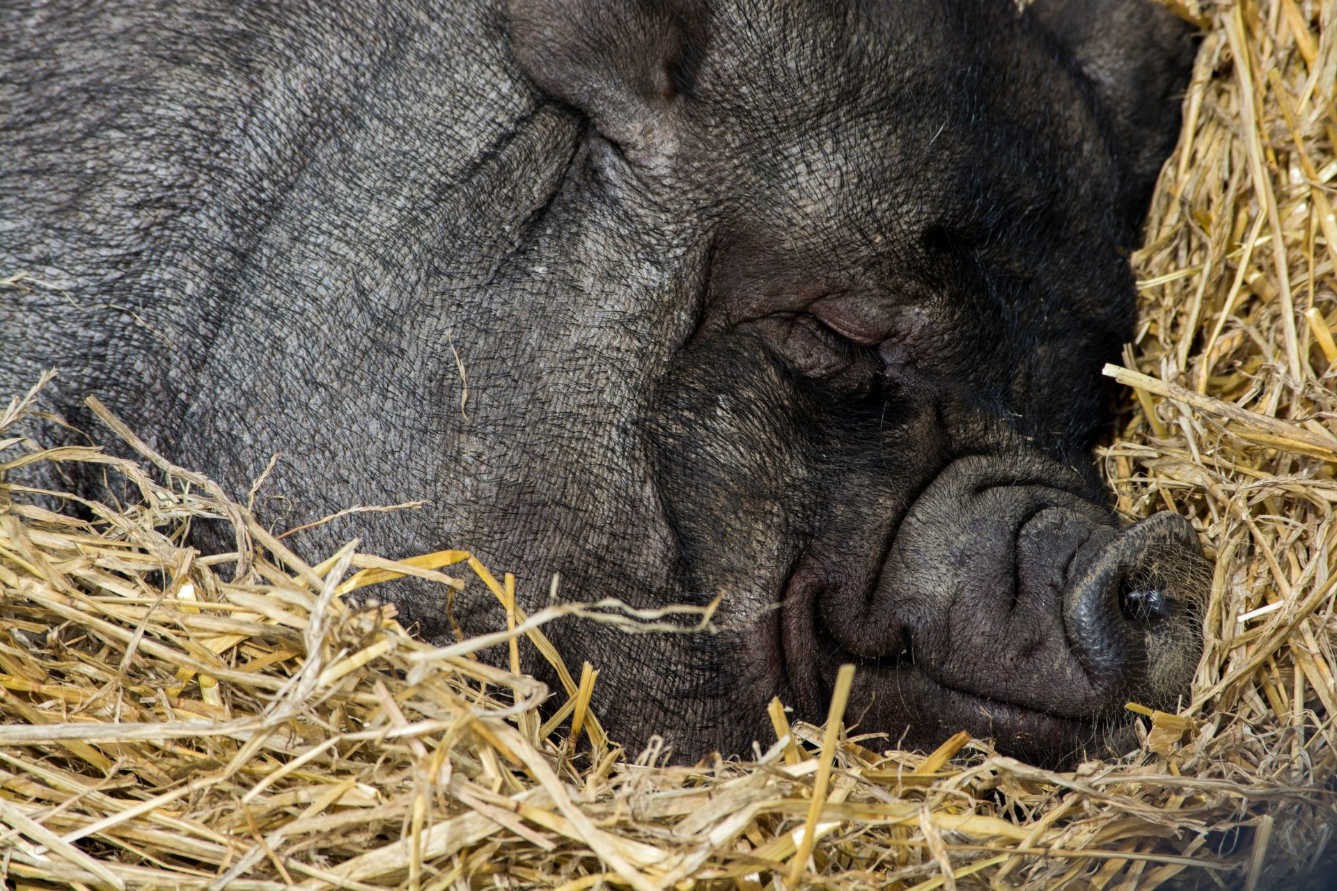 Le porc noir de Gascogne - Gers Armagnac