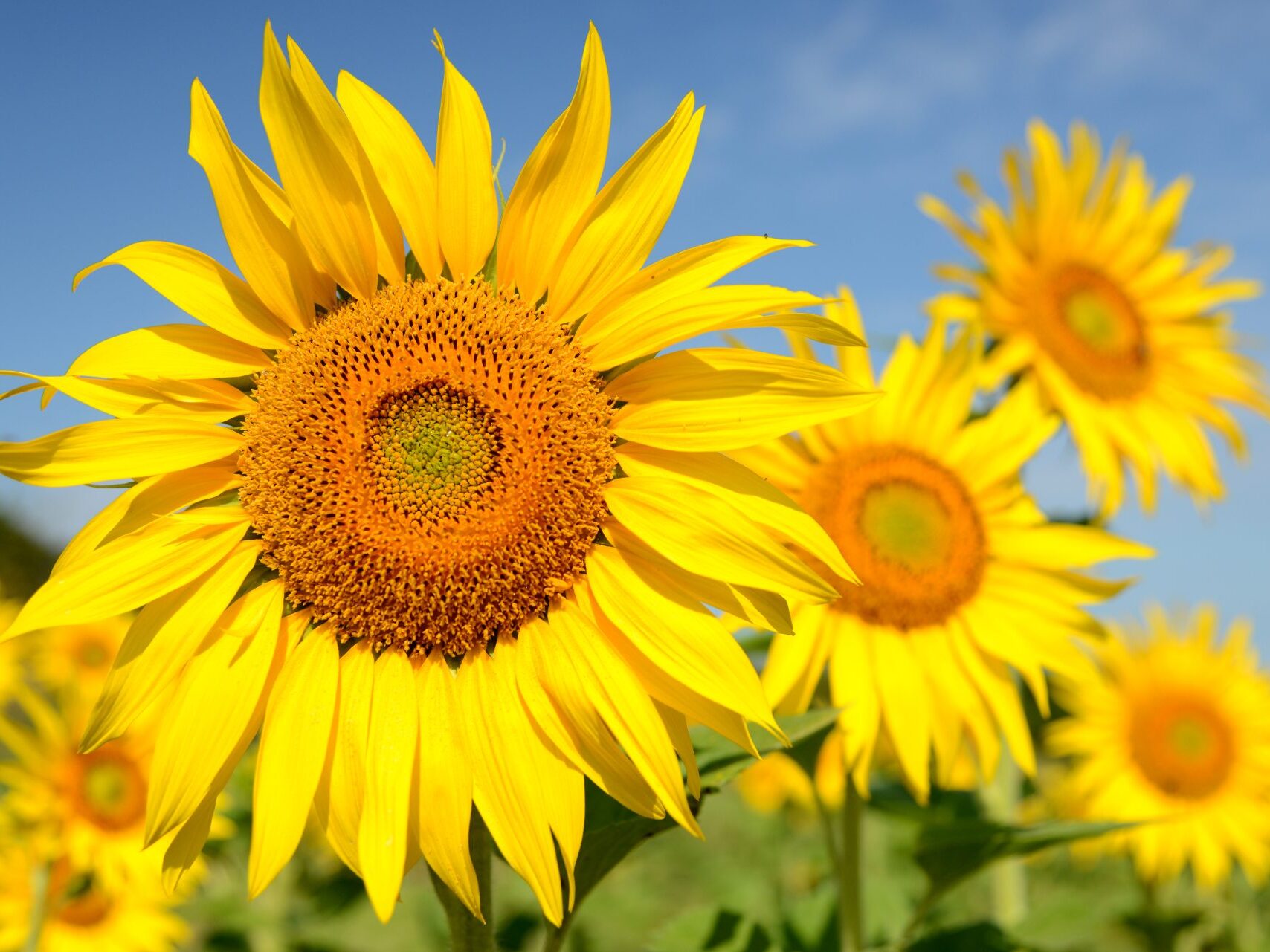 Tournesol Gers Armagnac