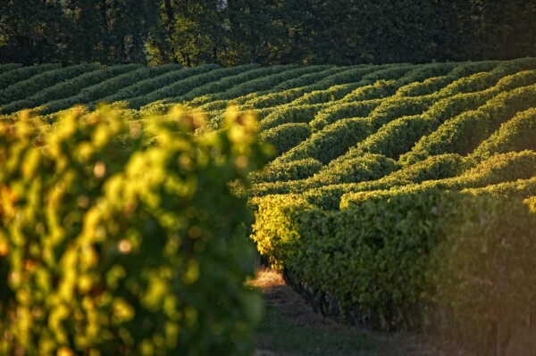Pause au soleil entre deux rangs de...